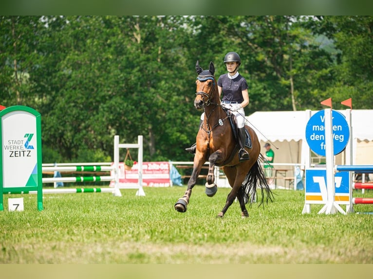 German Sport Horse Gelding 14 years 16,1 hh Brown in Jahnsdorf/Erzgebirge