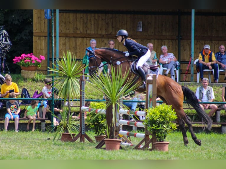 German Sport Horse Gelding 14 years 16,1 hh Brown in Jahnsdorf/Erzgebirge
