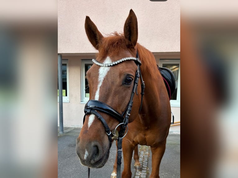 German Sport Horse Gelding 14 years 16,1 hh Chestnut-Red in Langenenslingen