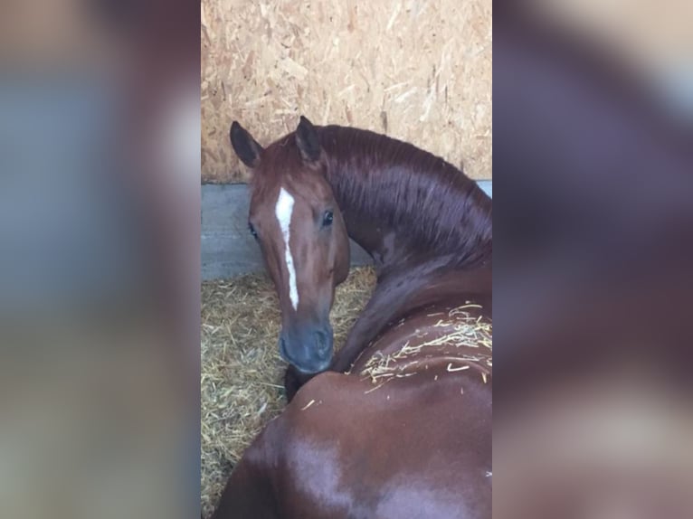 German Sport Horse Gelding 14 years 16,1 hh Chestnut-Red in Langenenslingen