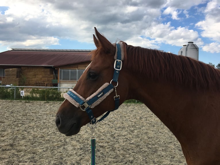 German Sport Horse Gelding 14 years 16,1 hh Chestnut-Red in Langenenslingen