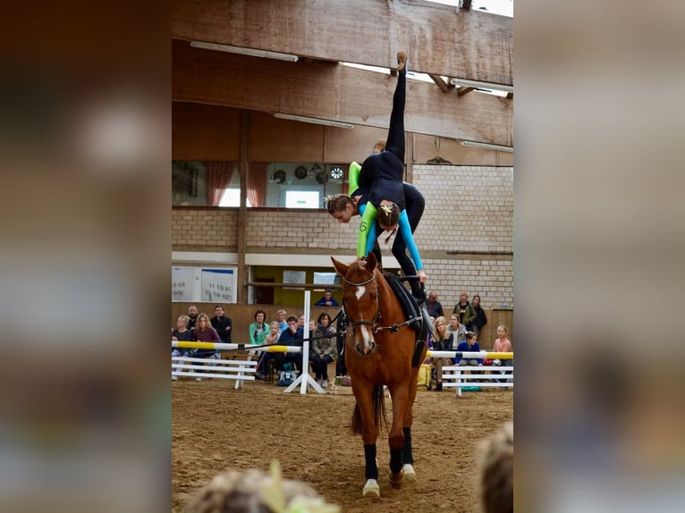 German Sport Horse Gelding 14 years 16,2 hh Chestnut-Red in Celle