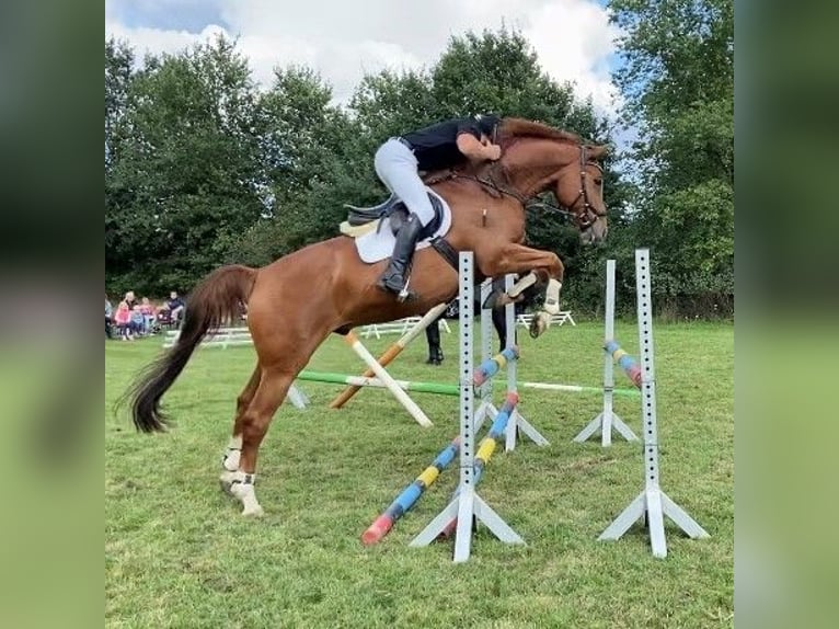 German Sport Horse Gelding 14 years 16,2 hh Chestnut-Red in Celle