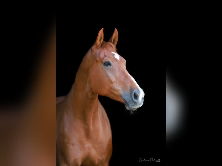 German Sport Horse Gelding 14 years 16,2 hh Chestnut-Red in Celle