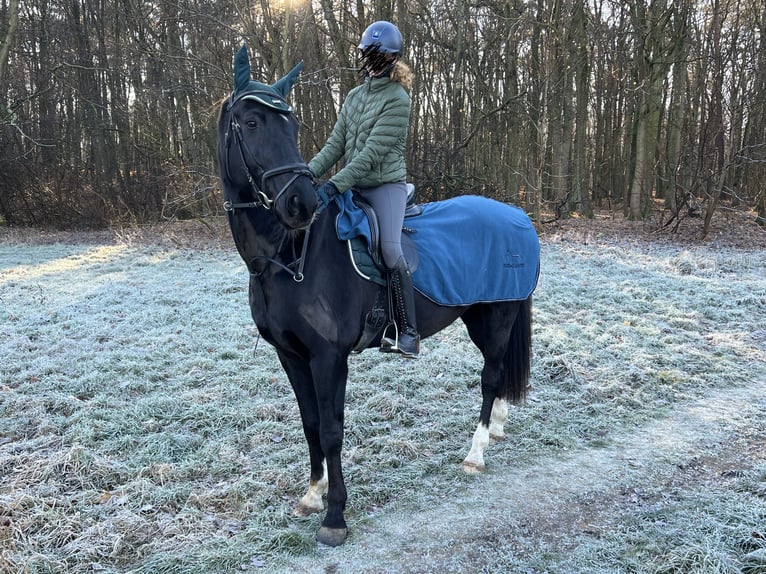 German Sport Horse Mix Gelding 14 years 16,3 hh Black in M&#xFC;hlenbeck