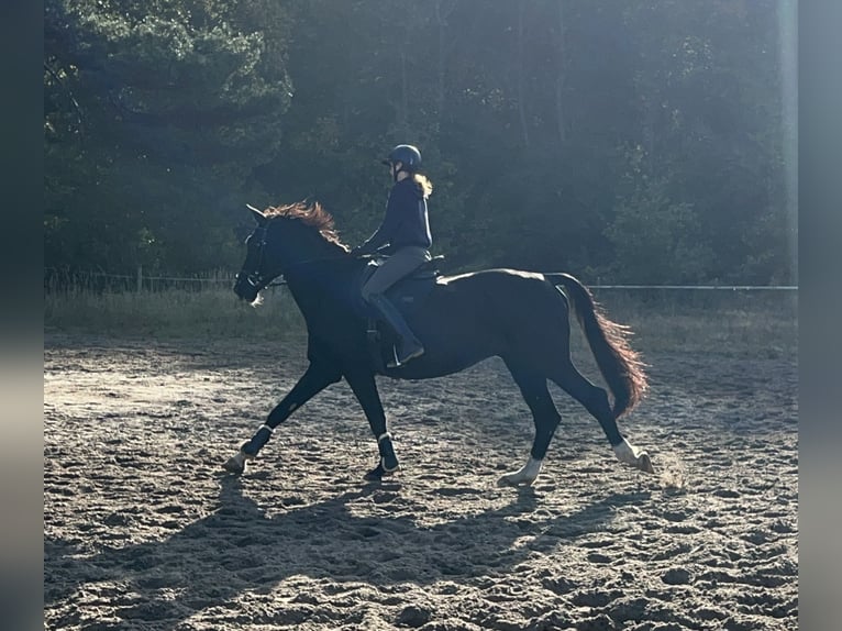 German Sport Horse Mix Gelding 14 years 16,3 hh Black in M&#xFC;hlenbeck