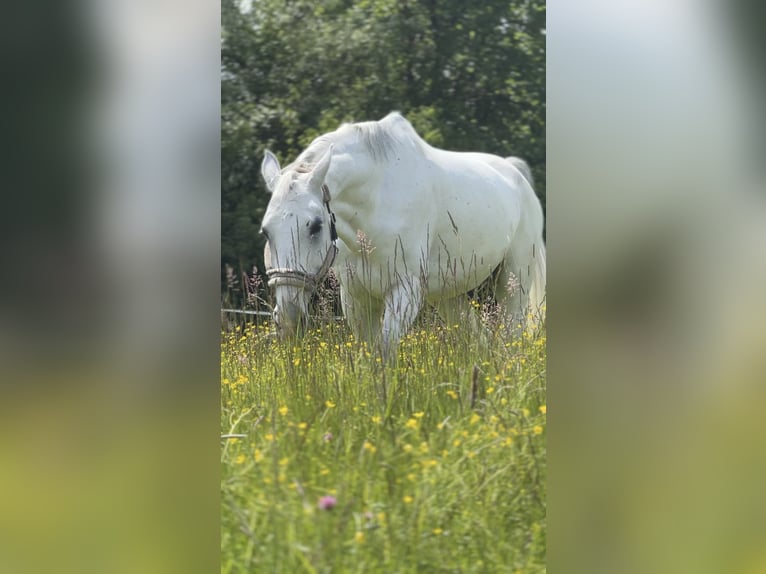 German Sport Horse Gelding 14 years 17.1 hh Grey in Metzingen