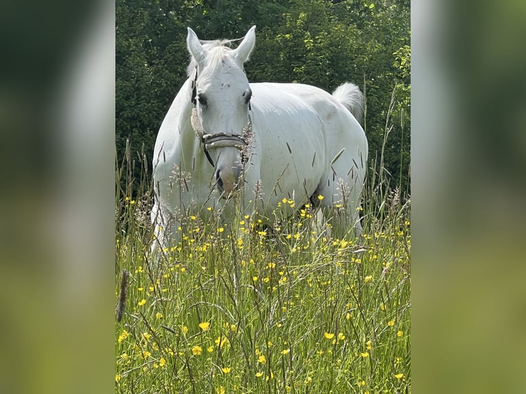 German Sport Horse Gelding 14 years 17.1 hh Grey in Metzingen