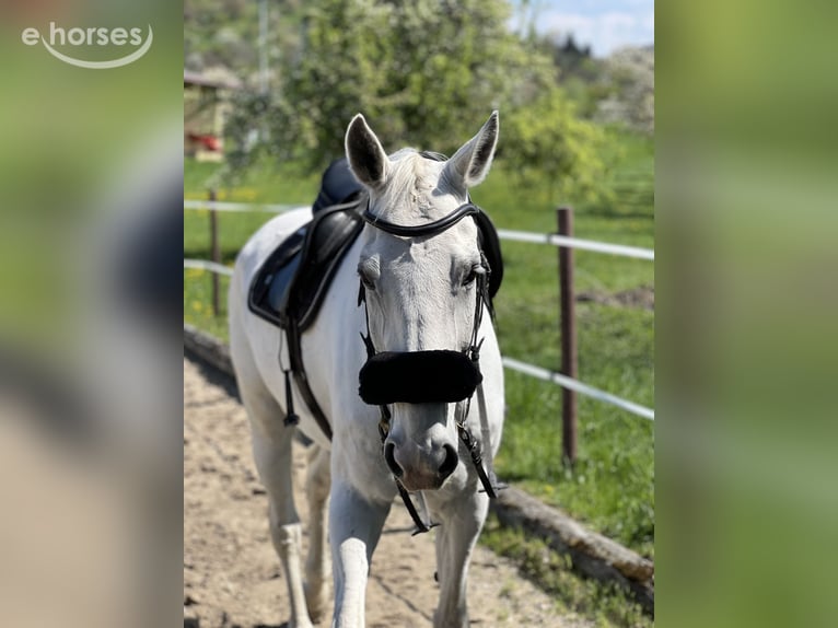 German Sport Horse Gelding 14 years 17.1 hh Grey in Metzingen