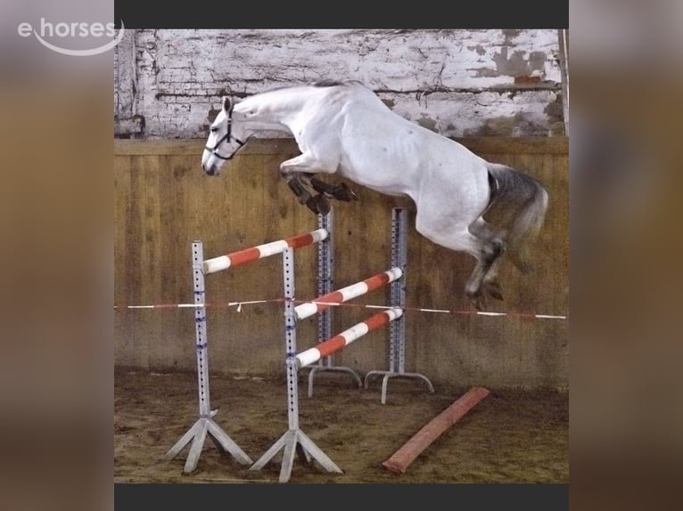 German Sport Horse Gelding 14 years 17.1 hh Grey in Metzingen