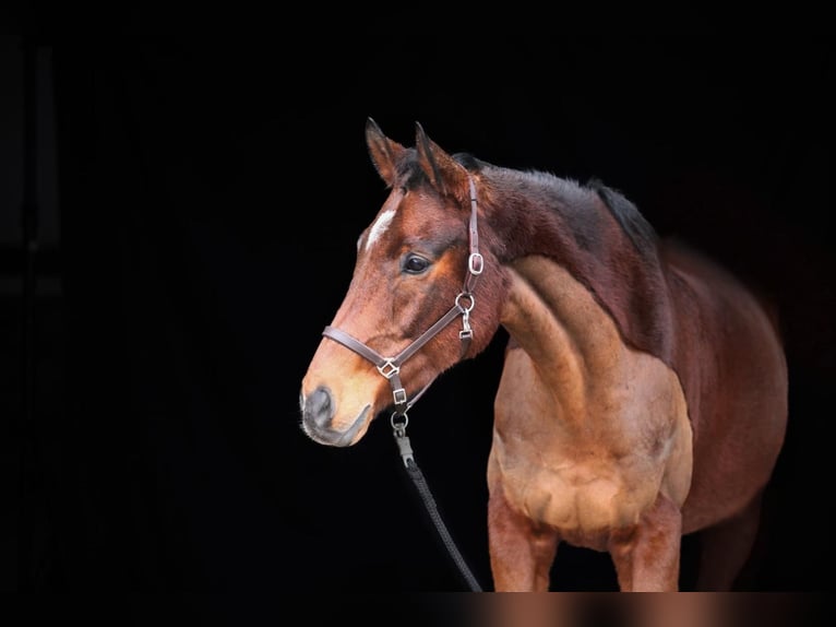 German Sport Horse Gelding 14 years 17 hh Brown in Duingen