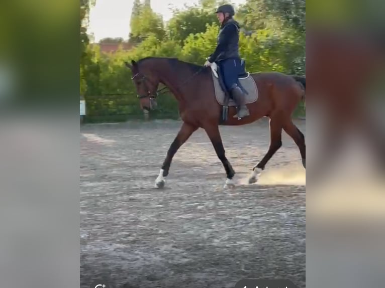 German Sport Horse Gelding 14 years 17 hh Brown in Duingen