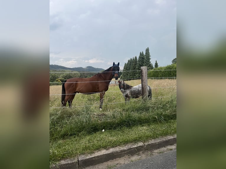 German Sport Horse Gelding 14 years 17 hh Brown in Duingen