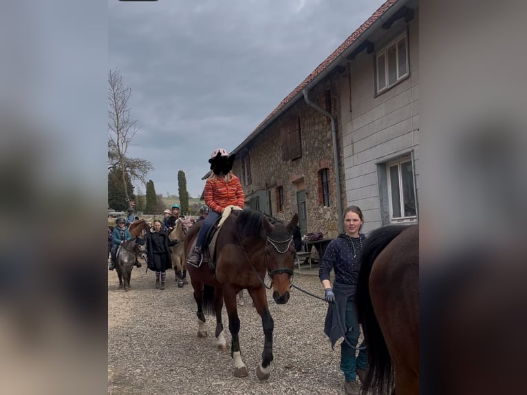 German Sport Horse Gelding 14 years 17 hh Brown in Duingen