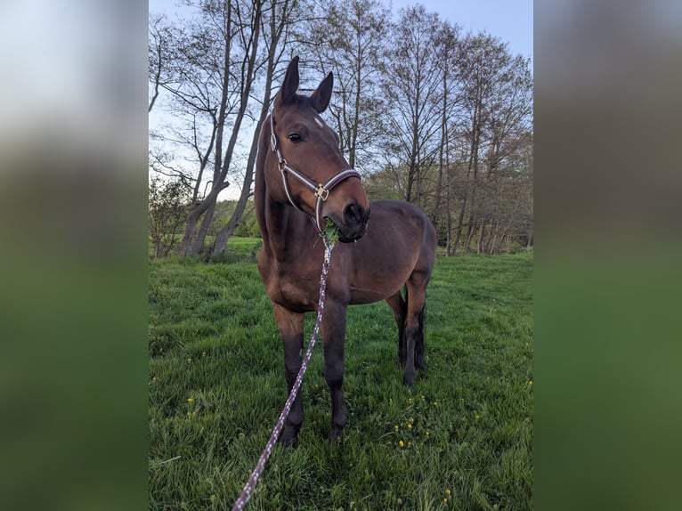 German Sport Horse Gelding 14 years 17 hh Brown in Herford