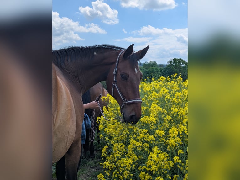 German Sport Horse Gelding 14 years 17 hh Brown in Herford