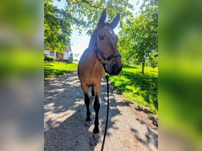 German Sport Horse Gelding 14 years 17 hh Brown in Herford