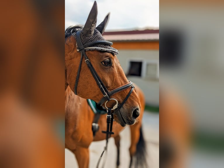 German Sport Horse Gelding 14 years 17 hh Brown in Pirna