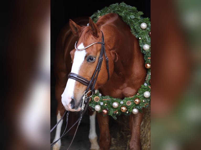 German Sport Horse Gelding 14 years 17 hh Chestnut-Red in Schw&#xE4;bisch Gm&#xFC;nd