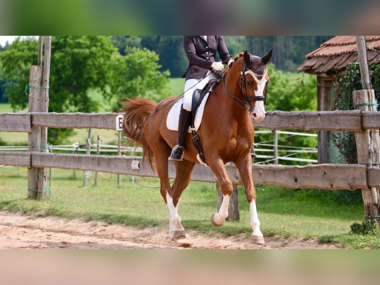 German Sport Horse Gelding 14 years 17 hh Chestnut-Red in Schw&#xE4;bisch Gm&#xFC;nd
