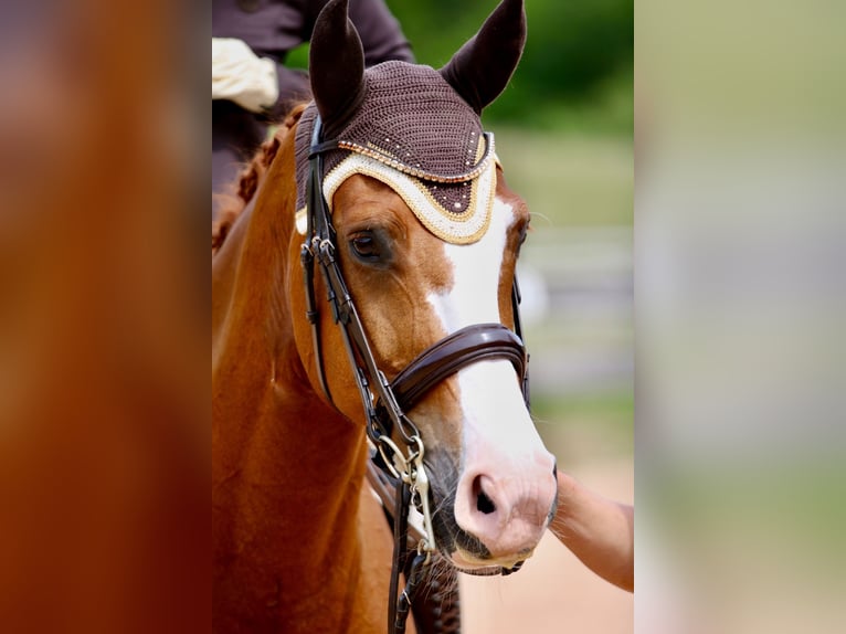 German Sport Horse Gelding 14 years 17 hh Chestnut-Red in Schw&#xE4;bisch Gm&#xFC;nd