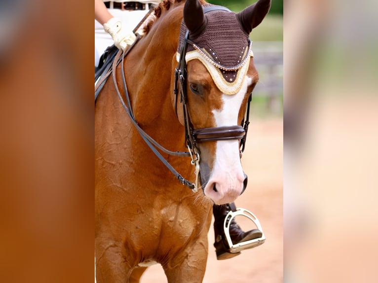 German Sport Horse Gelding 14 years 17 hh Chestnut-Red in Schw&#xE4;bisch Gm&#xFC;nd