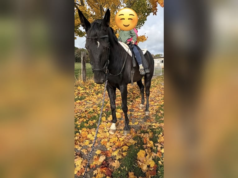 German Sport Horse Mix Gelding 14 years 17,2 hh Black in Helbra