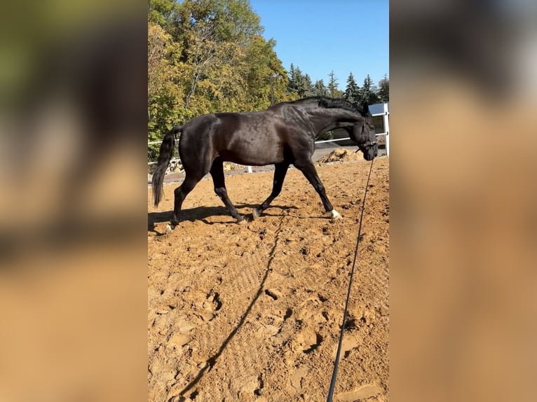 German Sport Horse Mix Gelding 14 years 17,2 hh Black in Helbra