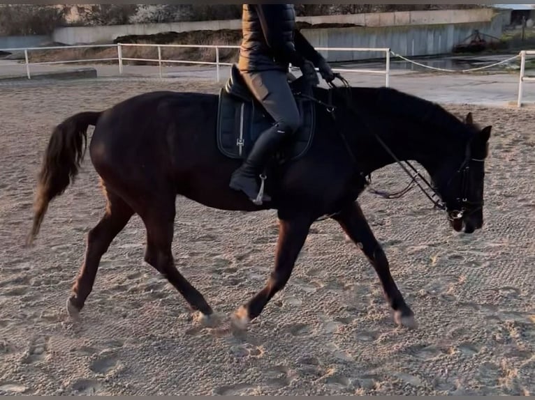 German Sport Horse Mix Gelding 14 years 17,2 hh Black in Helbra