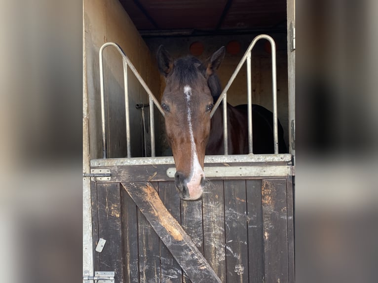 German Sport Horse Gelding 14 years 18 hh Bay-Dark in Campo Olivar