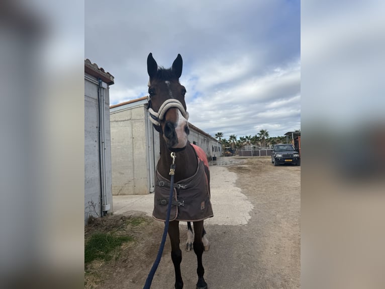 German Sport Horse Gelding 14 years 18 hh Bay-Dark in Campo Olivar