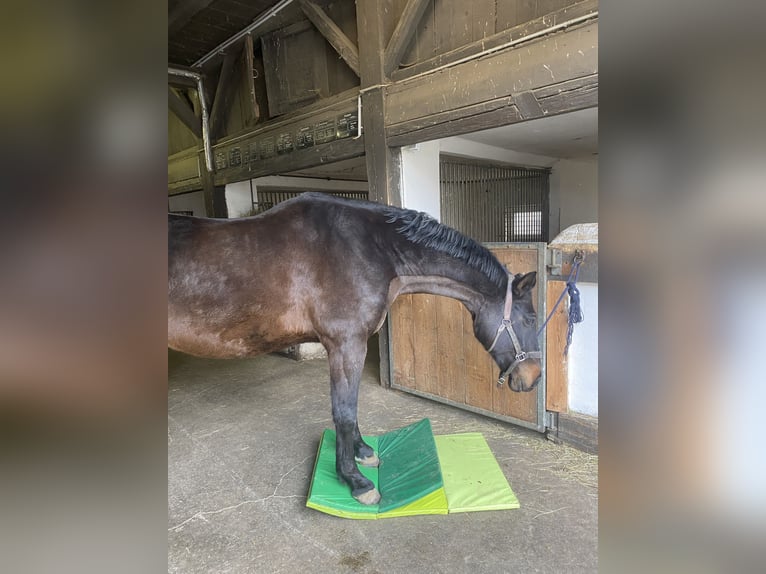 German Sport Horse Gelding 15 years 16,1 hh Bay-Dark in Crimmitschau