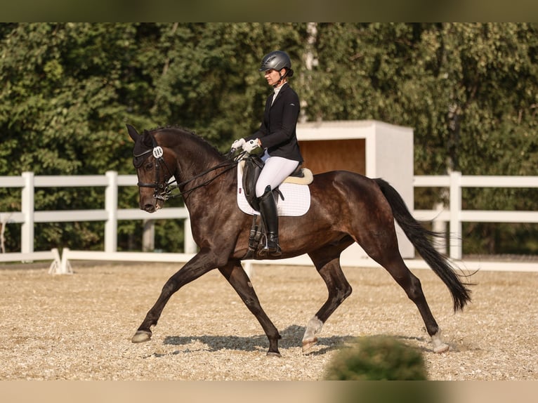 German Sport Horse Gelding 15 years 16,1 hh Bay-Dark in Crimmitschau