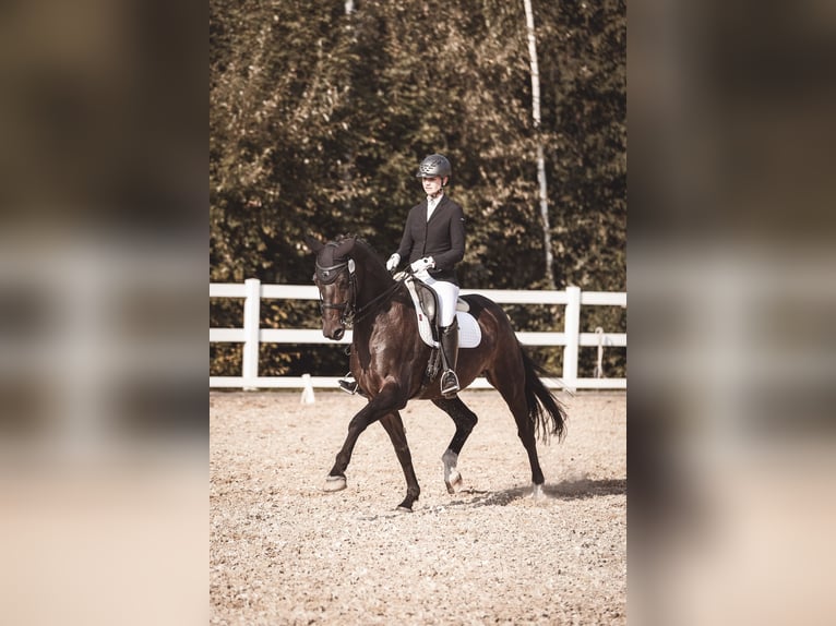 German Sport Horse Gelding 15 years 16,1 hh Bay-Dark in Crimmitschau