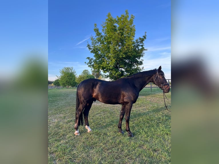 German Sport Horse Gelding 15 years 16.1 hh Bay-Dark in Radolfzell am Bodensee