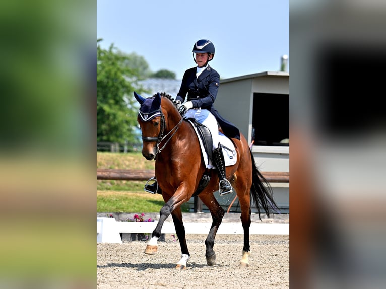 German Sport Horse Gelding 15 years 16.1 hh Brown in Bruck