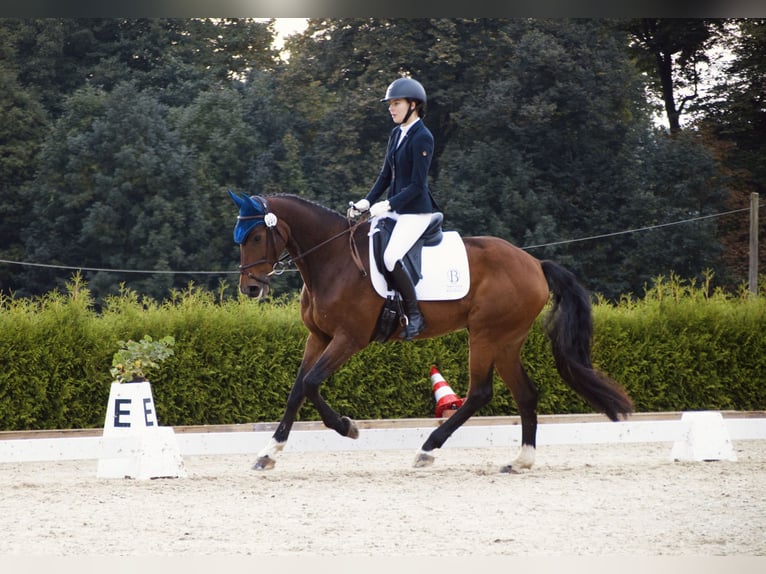 German Sport Horse Gelding 15 years 16.1 hh Brown in Jahnsdorf/Erzgebirge