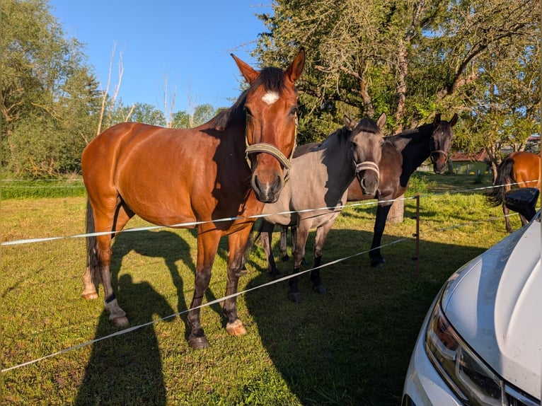 German Sport Horse Gelding 15 years 16.1 hh Brown in Teuchern