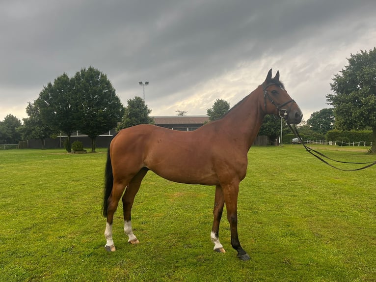 German Sport Horse Gelding 15 years 16,2 hh Brown in Wedemark