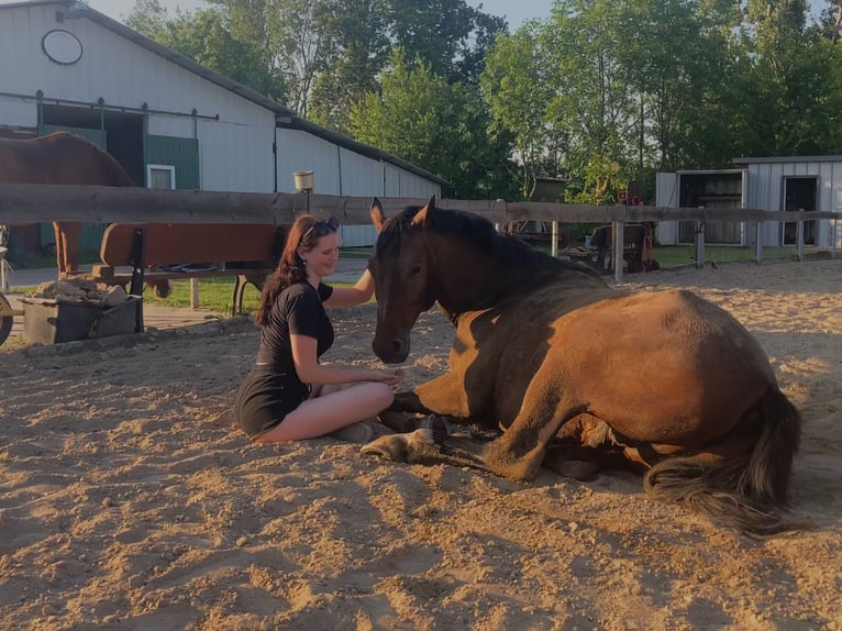 German Sport Horse Gelding 15 years 16 hh Brown in Delitzsch