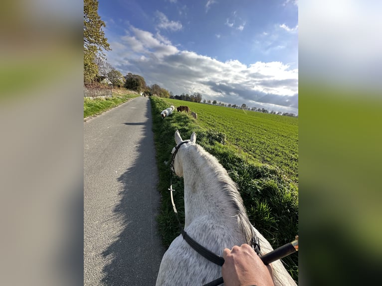 German Sport Horse Gelding 15 years 16 hh Grey-Fleabitten in Lage