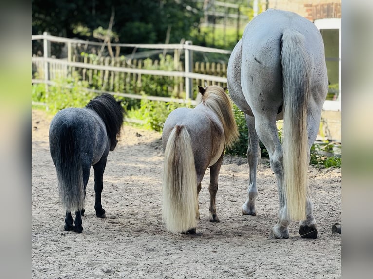 German Sport Horse Gelding 15 years 16 hh Grey-Fleabitten in Lage