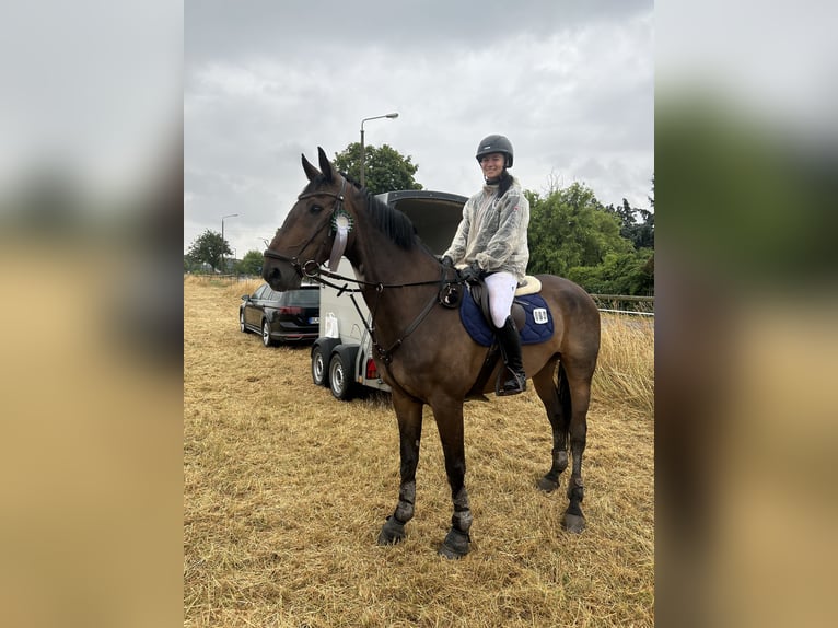 German Sport Horse Gelding 15 years 16,1 hh Bay-Dark in Laucha an der Unstrut
