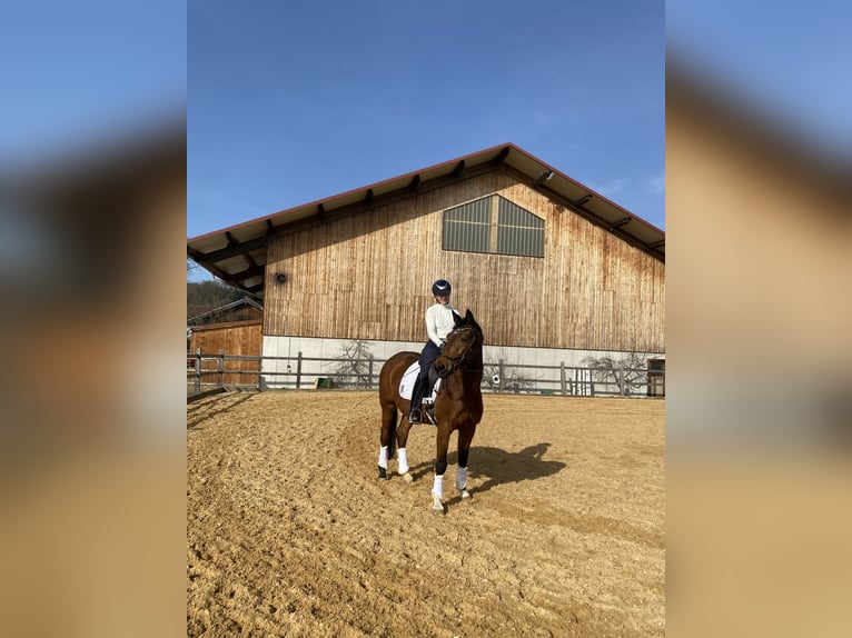 German Sport Horse Gelding 15 years 16,1 hh Brown in Bruck