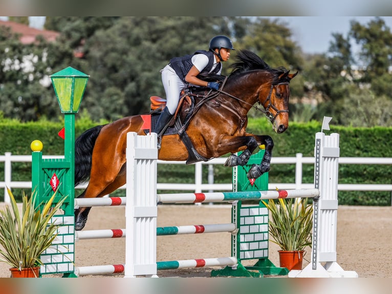 German Sport Horse Gelding 15 years 16,2 hh Bay in Madrid