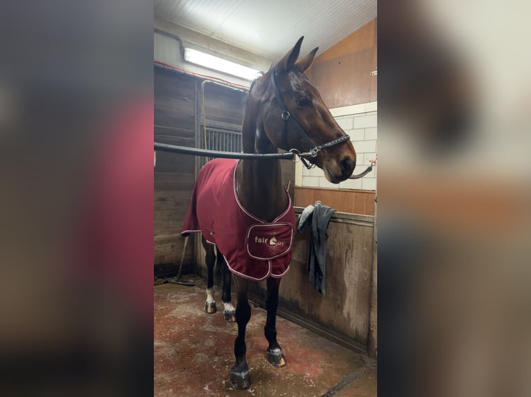 German Sport Horse Gelding 15 years 16,3 hh Bay-Dark in Leeuwarden