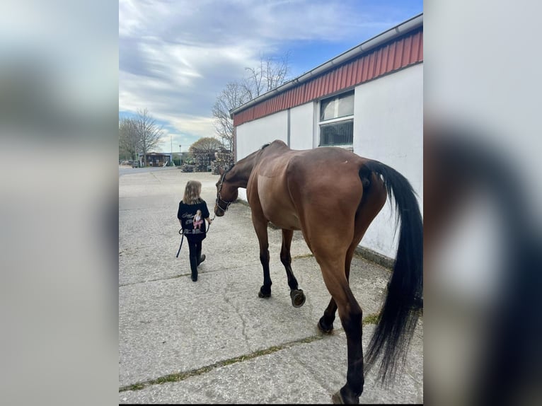 German Sport Horse Gelding 15 years 17 hh Brown in Kamen