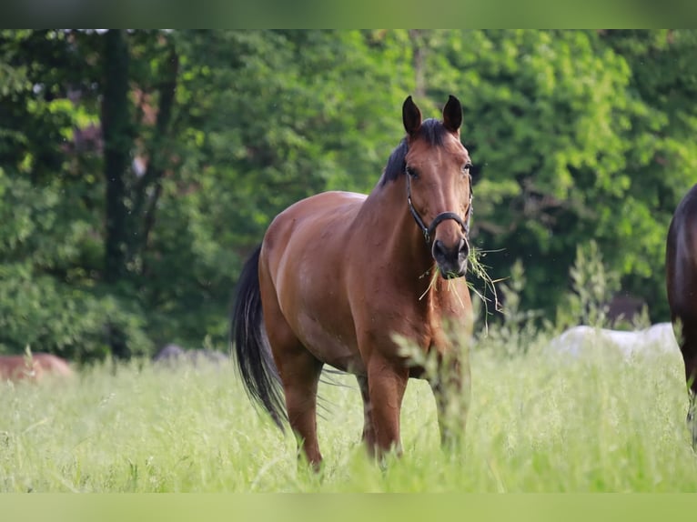 German Sport Horse Gelding 15 years 17 hh Brown in Kamen