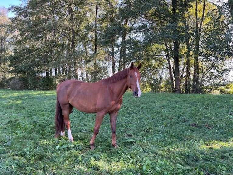 German Sport Horse Gelding 15 years 17 hh Chestnut-Red in Lübbenau