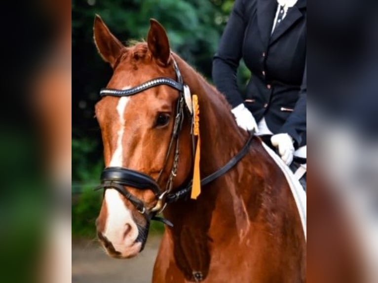 German Sport Horse Gelding 15 years 17 hh Chestnut-Red in Lübbenau